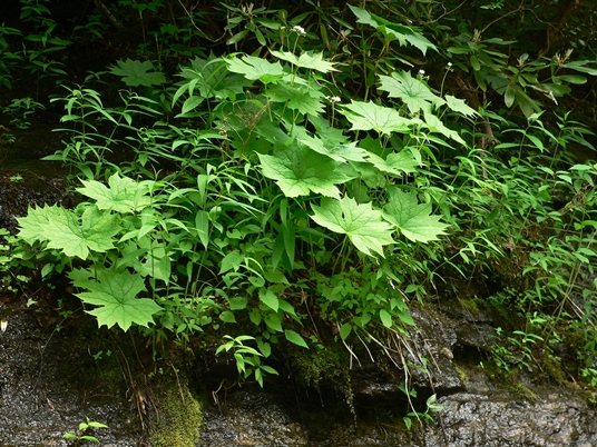 {Diphylleia cymosa}